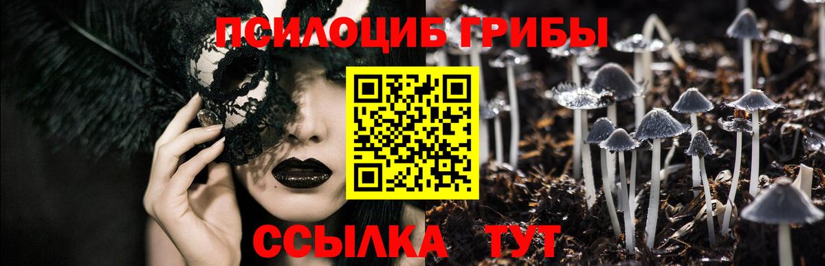 Псилоцибиновые грибы Cubensis Можга